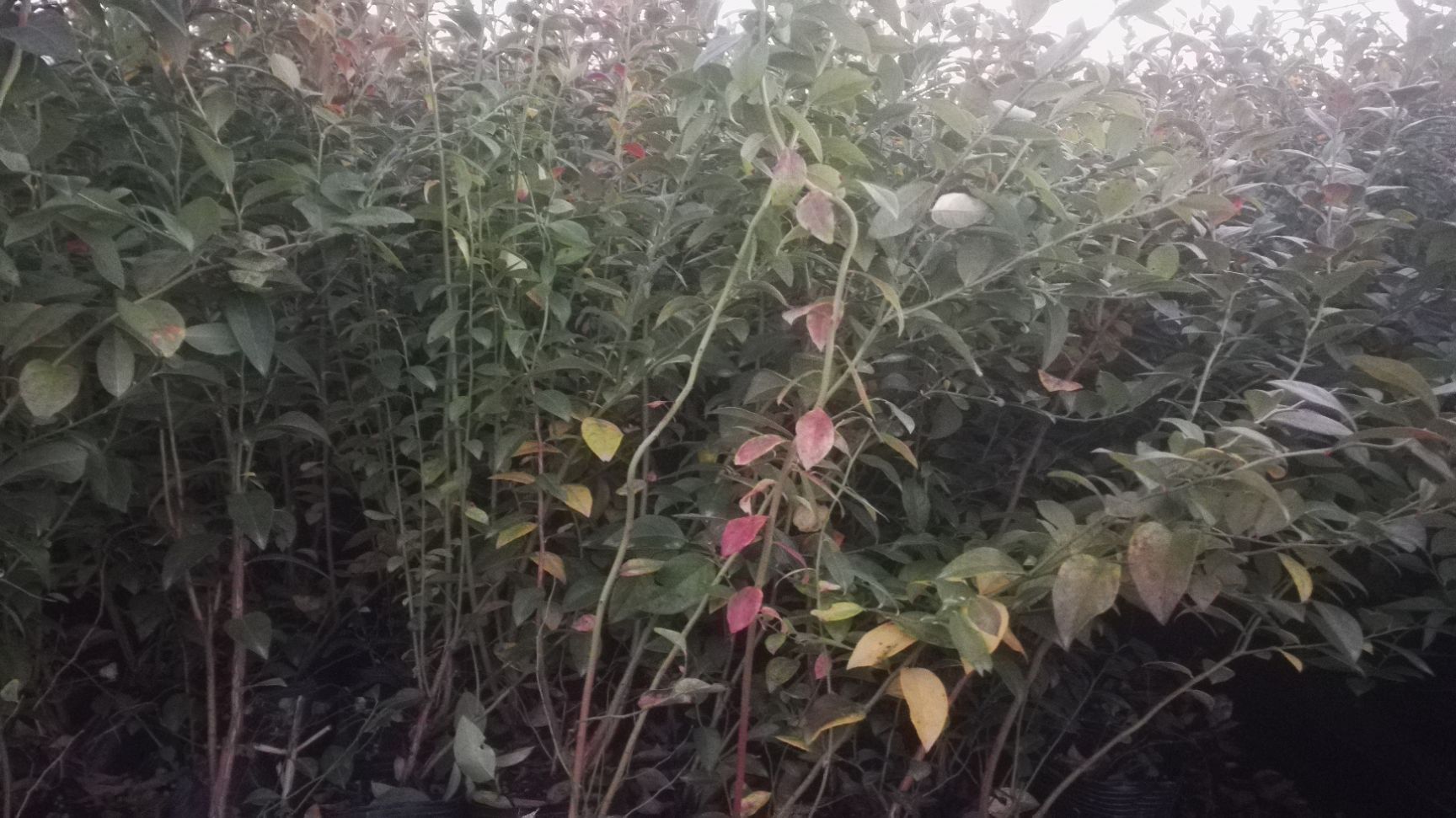 奥尼尔蓝莓苗