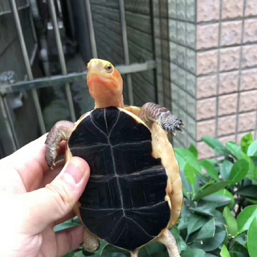 安缘龟批发采购_安缘龟供应_安缘龟价格