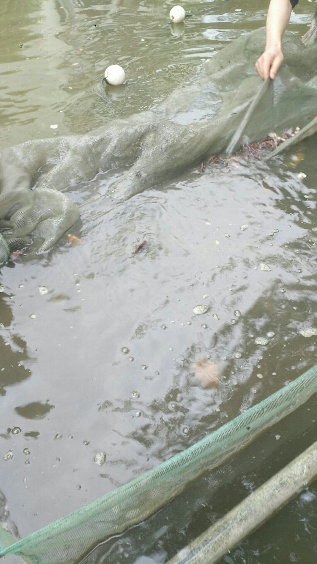 江团鱼苗