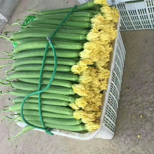 重庆市鲜花丝瓜 30~50cm