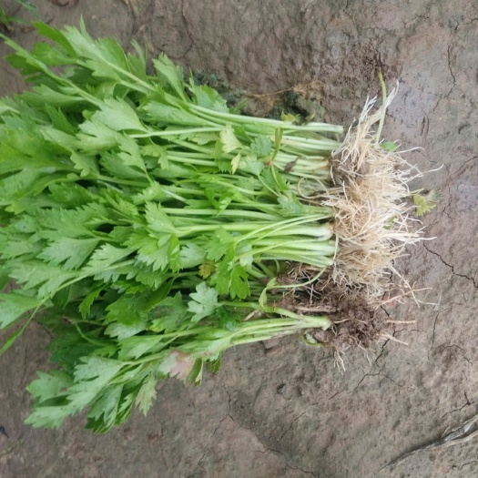 商河县芹菜苗  优质常年出售