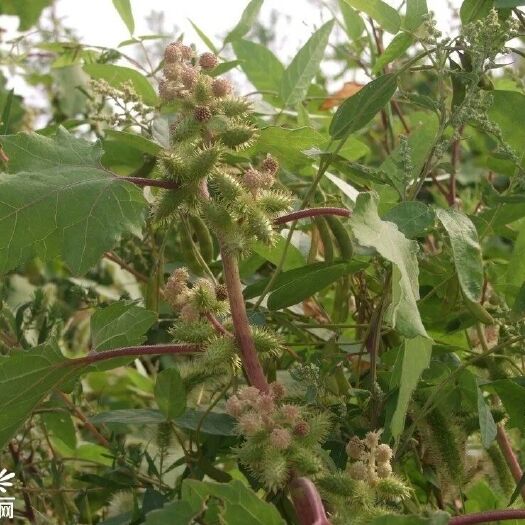 盱眙县苍耳 苍耳