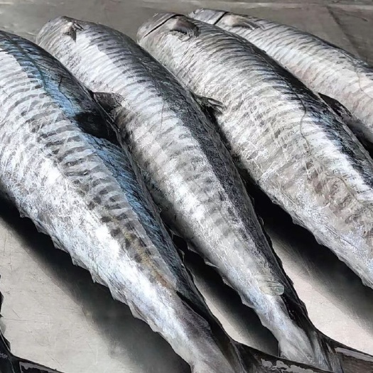 湛江冻品马胶鱼