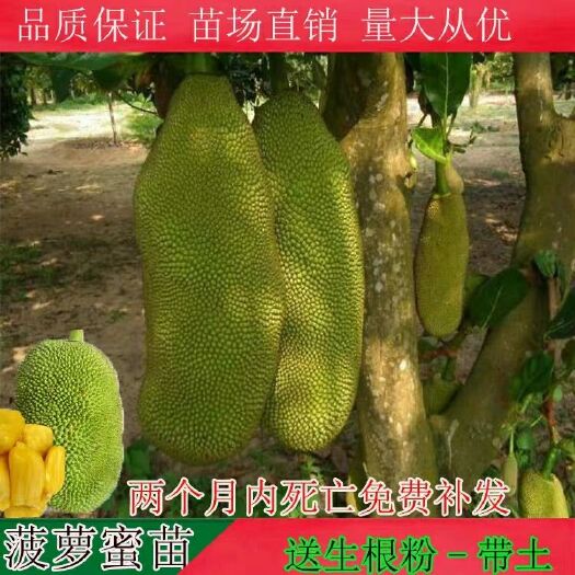 灵山县马来西亚一号菠萝蜜苗 超大菠萝蜜