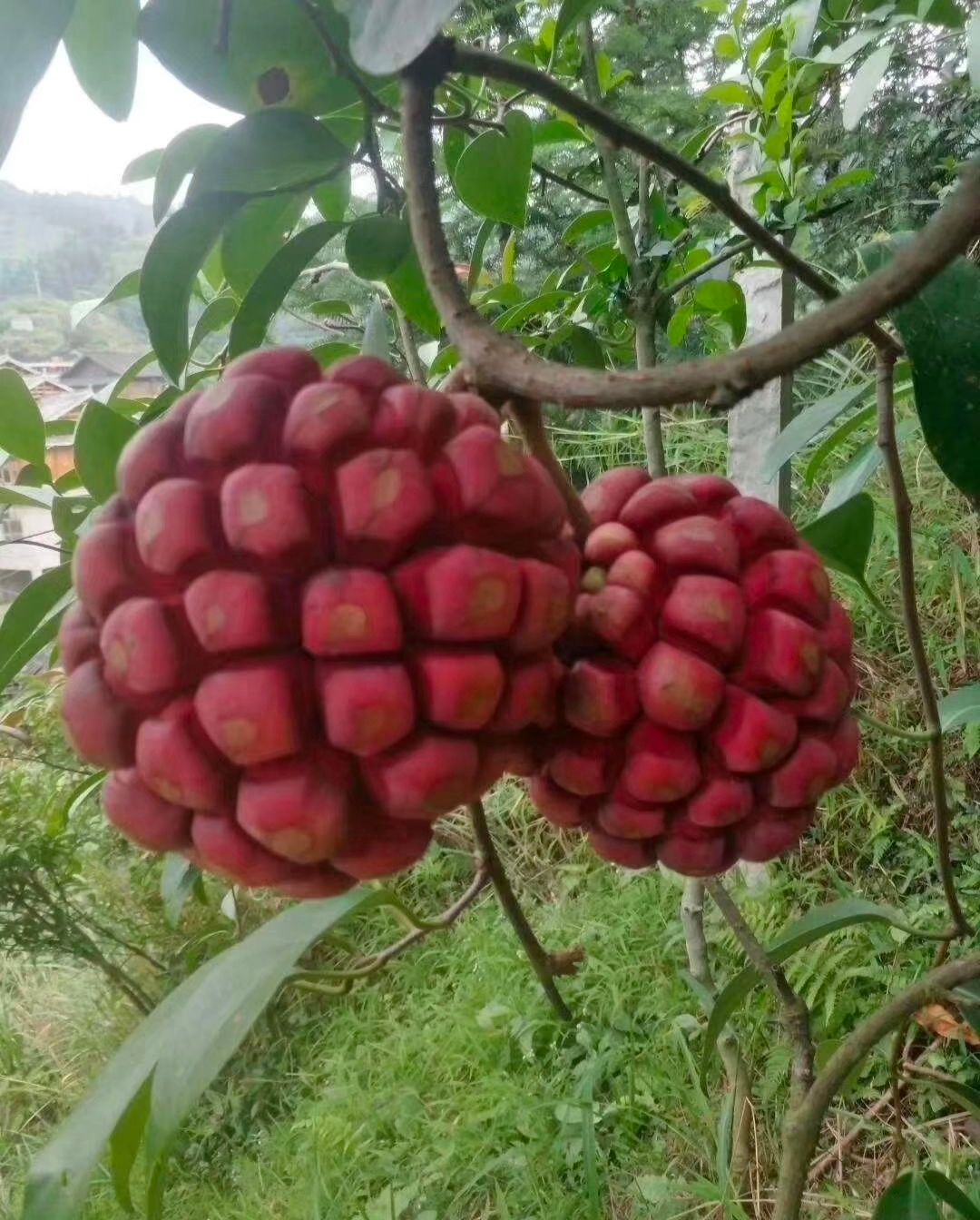 粉红黑老虎苗