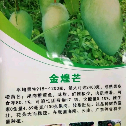 灵山县金煌芒果苗 3－5公分