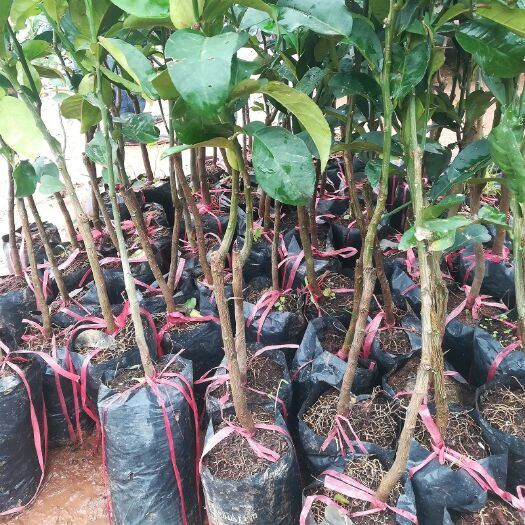 灵山县泰国青柚苗 水果树苗 现货批发正品包邮