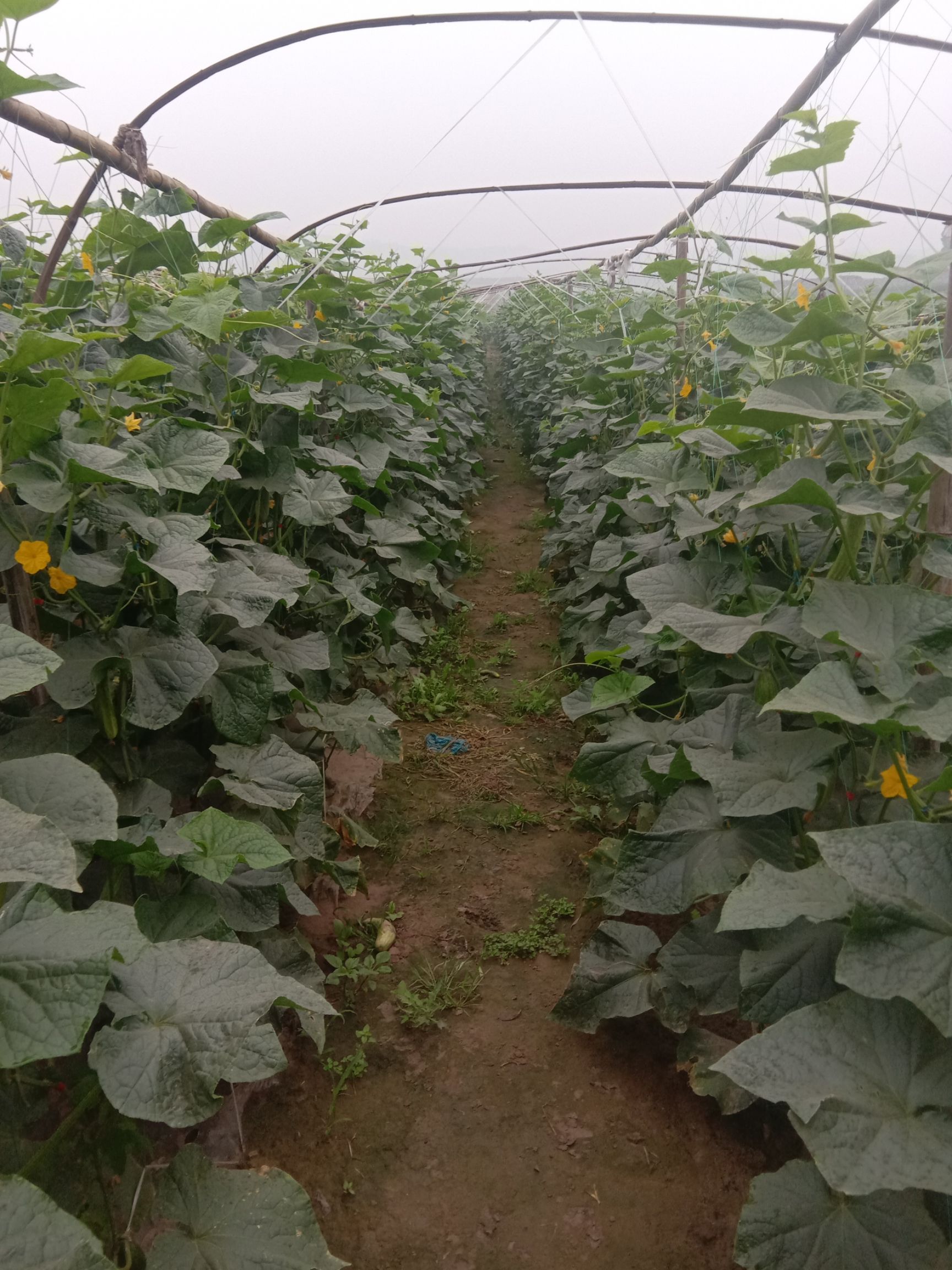 燕白黄瓜  水果黄瓜  水果黄瓜  ，各种绿色蔬菜，物美价廉