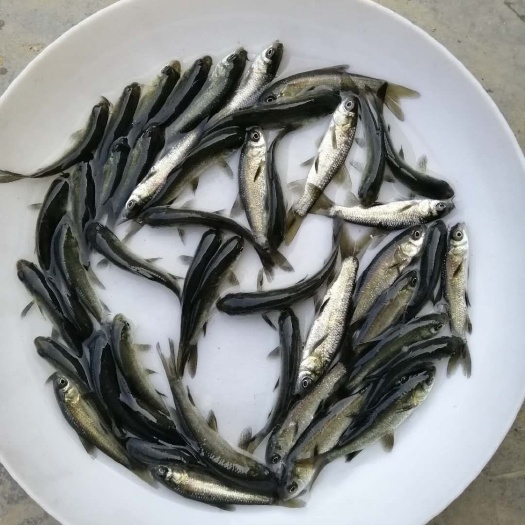 清远 青鱼鱼苗批发 黑鲩鱼苗批发 淡水鱼苗价格