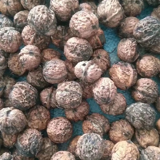 深圳 云南保山老树核桃