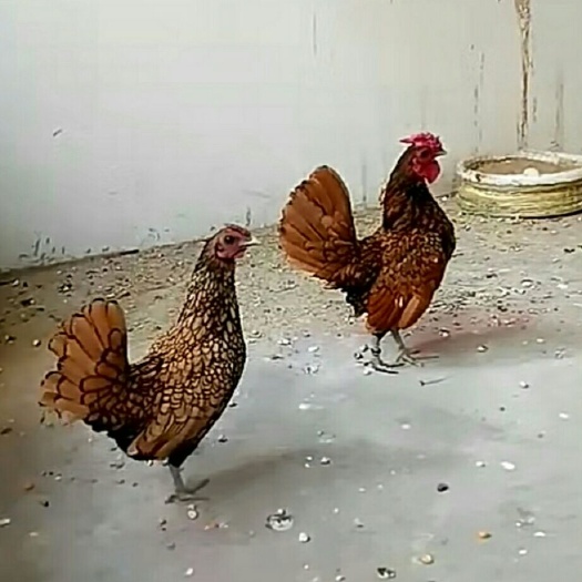 嘉祥县宫廷鸡苗