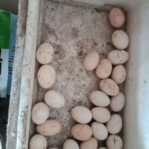 邢台笨鸡蛋 食用 散装