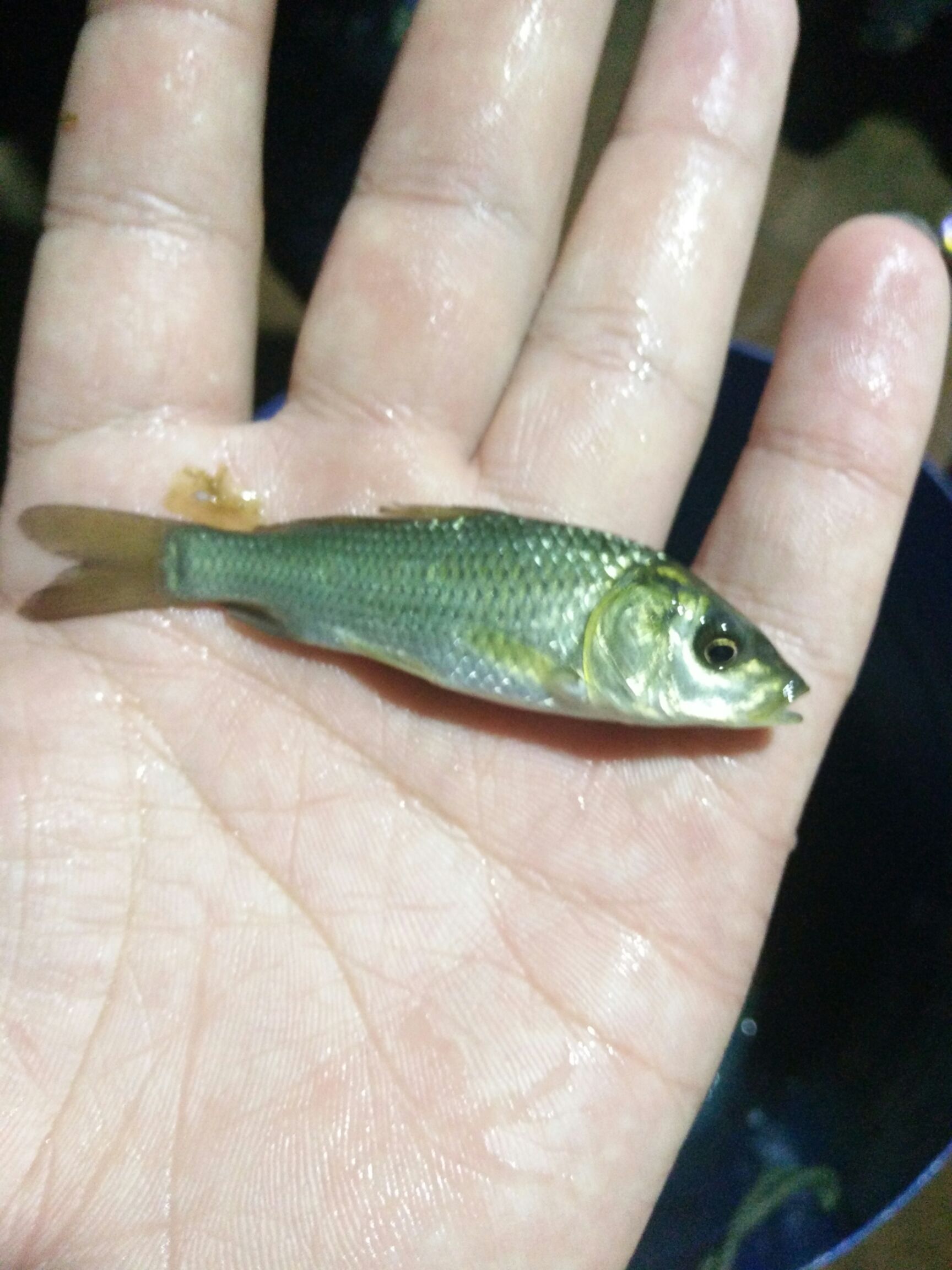 鲤鱼苗 ，裸斑