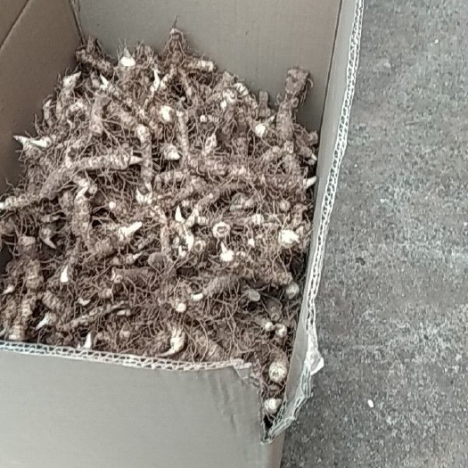 连州市连州玉竹
