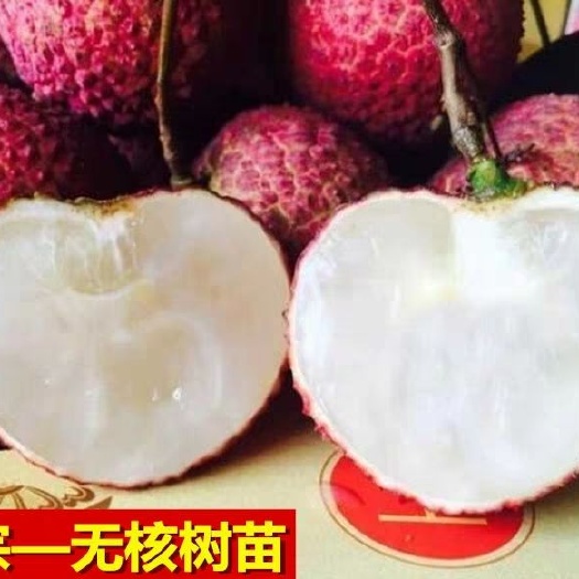 灵山县无核荔枝苗 无核荔枝正品嫁接苗，多水又甜的那种
