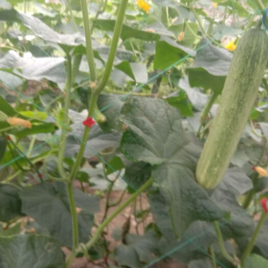 合江县燕白黄瓜  水果黄瓜  水果黄瓜  ，各种绿色蔬菜，物美价廉