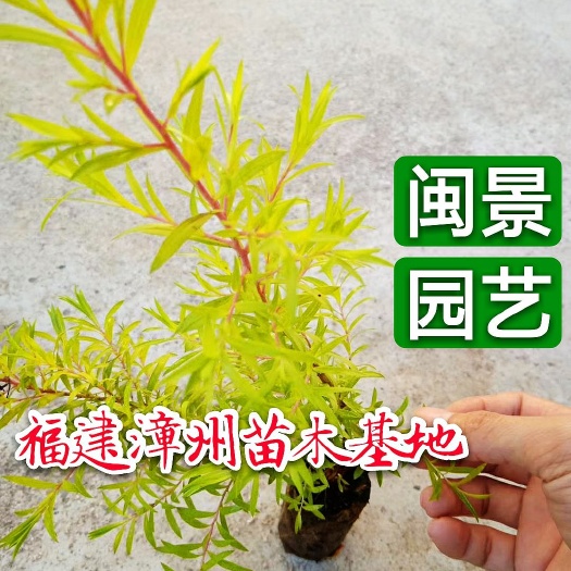 漳浦县 黄金宝树 黄金香柳 福建漳州苗木基地