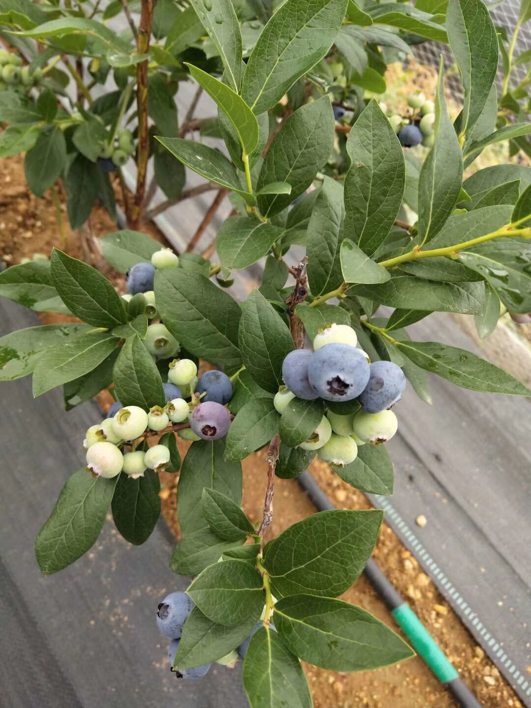 泰安奥尼尔蓝莓苗