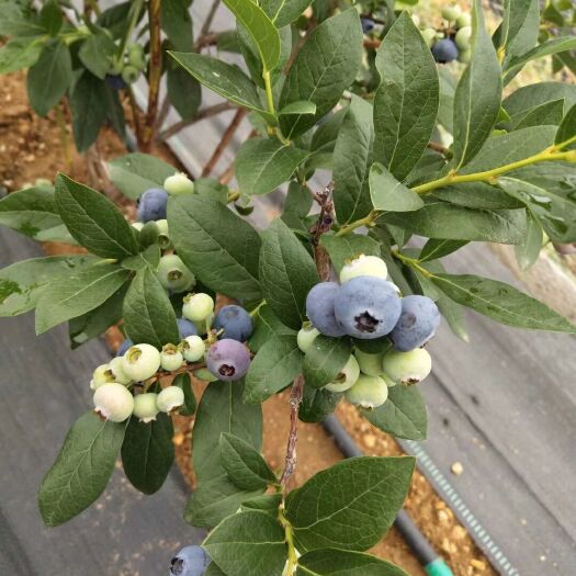 泰安奥尼尔蓝莓苗