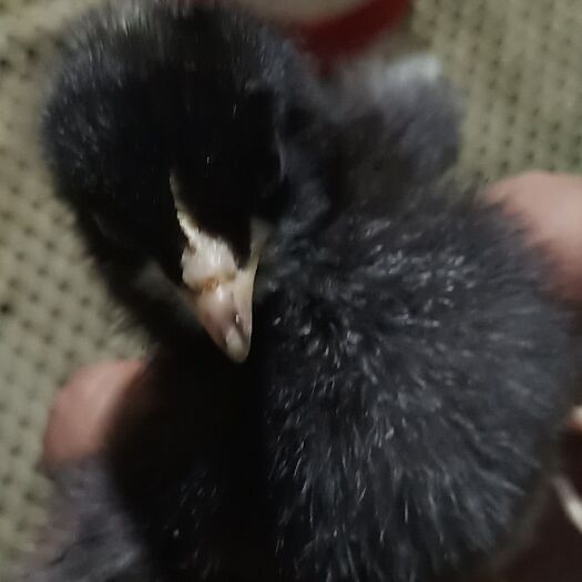 沭阳县绿壳蛋鸡苗