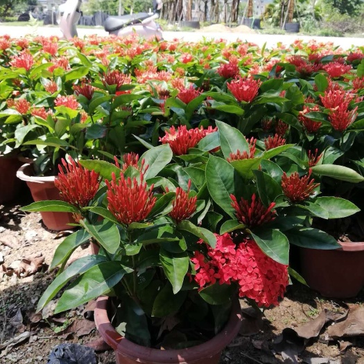 漳州龙船花