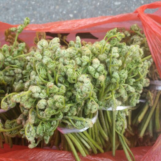 凤城市野生蕨菜 鲜货