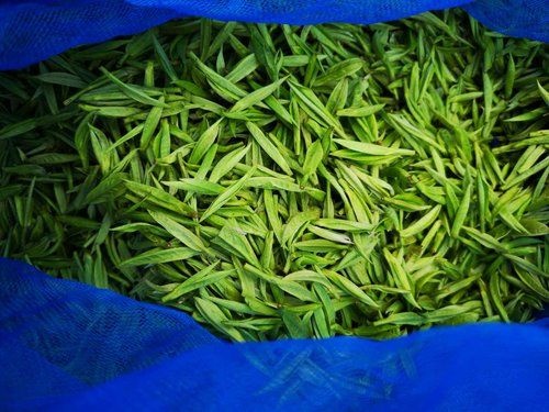 吉首市湘西黄金茶 一级 散装 保靖黄金茶