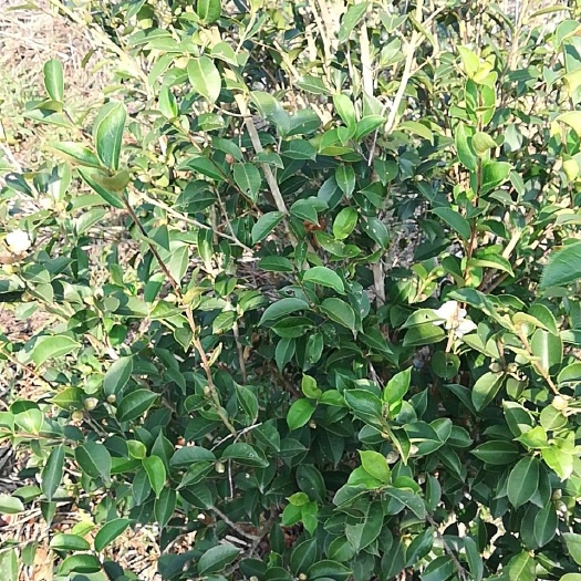 化州市现榨山茶油 