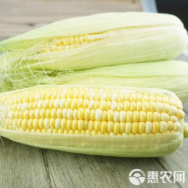 水果玉米  花超全年供应云南现摘现发  专业一件代发5斤9斤