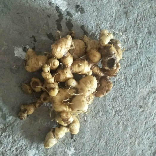 双牌县姜形黄精 块