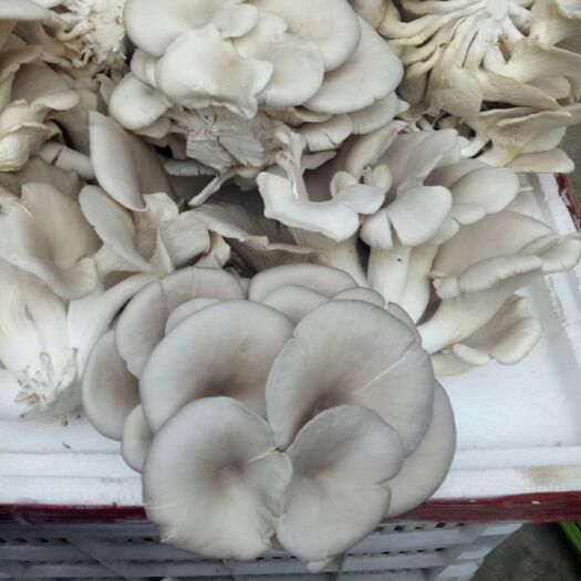 仁怀市白参菌 干平菇！