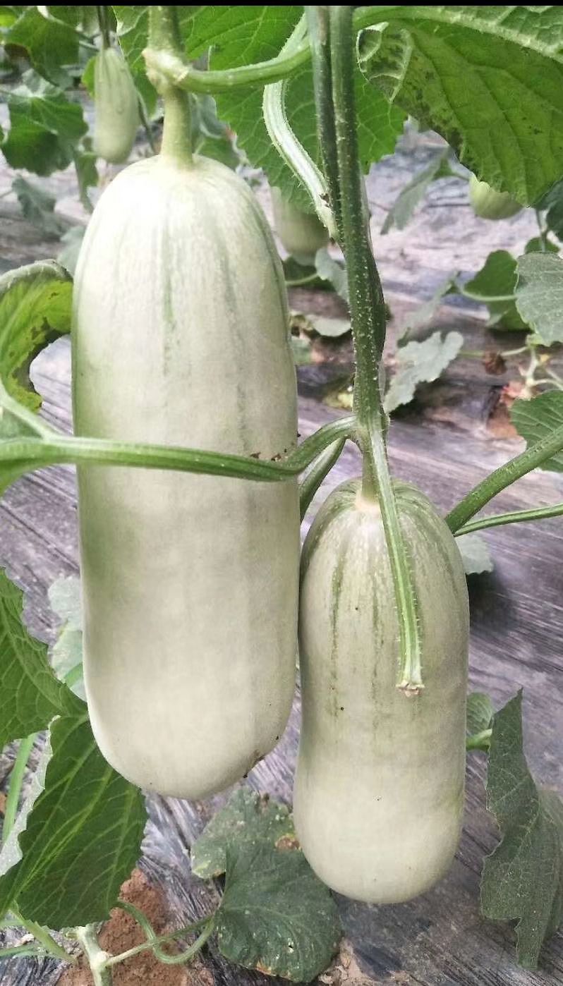 羊角蜜甜瓜 1斤以上