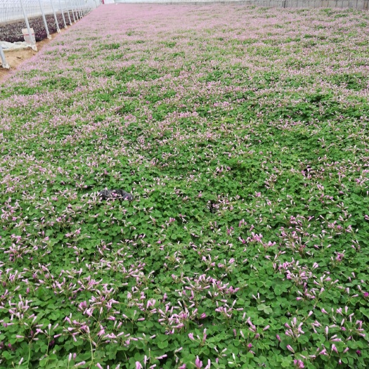 青州市红花酢浆草