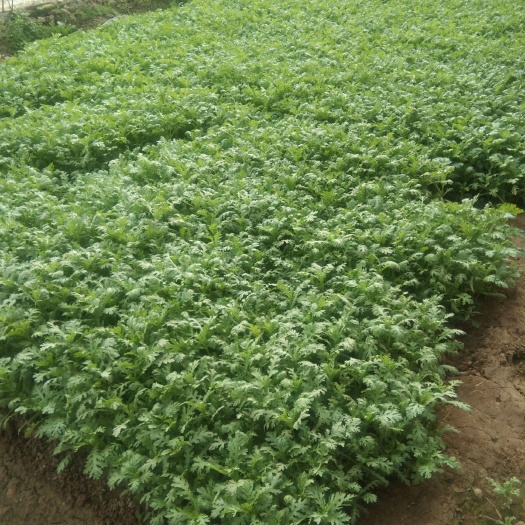 赤峰小叶茼蒿 10~15cm
