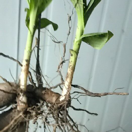 略阳县紫花白芨苗