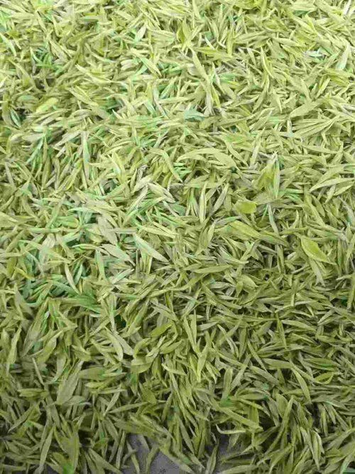 湘西黄金茶 一级 散装 保靖黄金茶