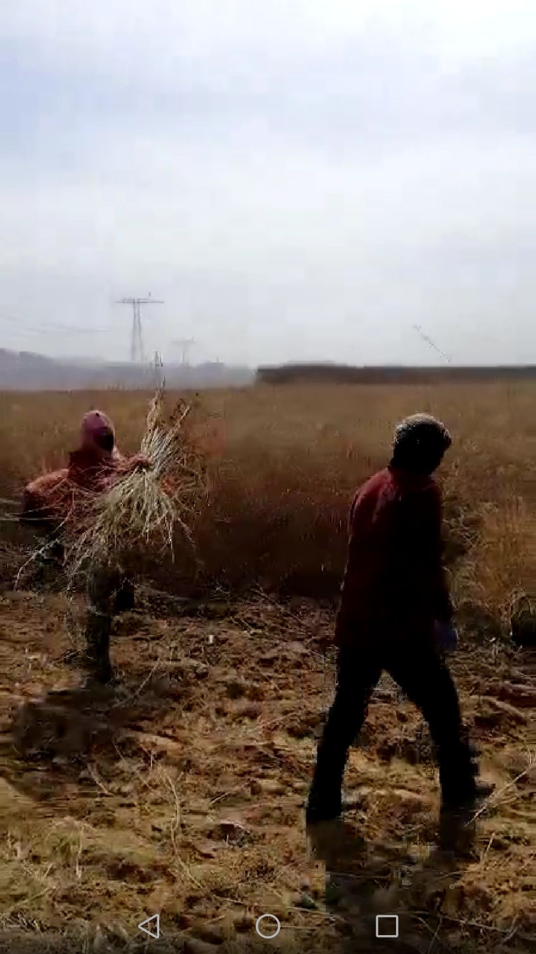 宁杞7号枸杞苖  3年7号枸杞苗，包当年挂果，包邮