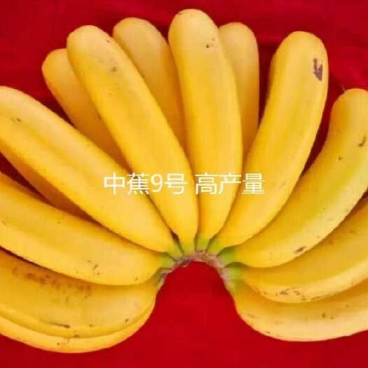 灵山县中蕉9号香蕉苗