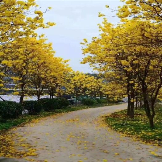 南靖县黄花风铃木
