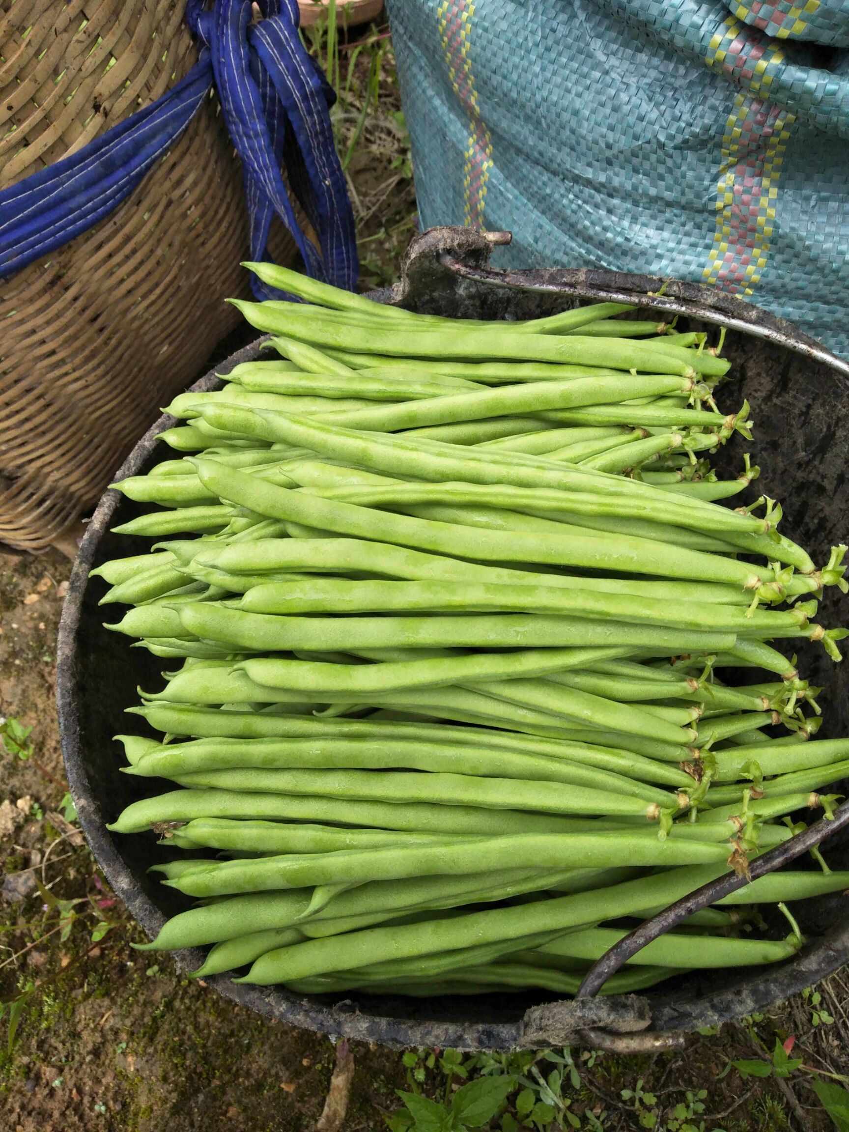 紫花四季豆 20cm以上