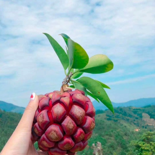 粉红黑老虎苗
