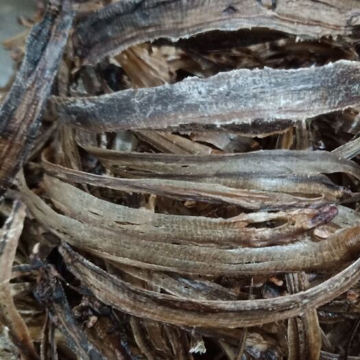 马关县地龙 干蚯蚓