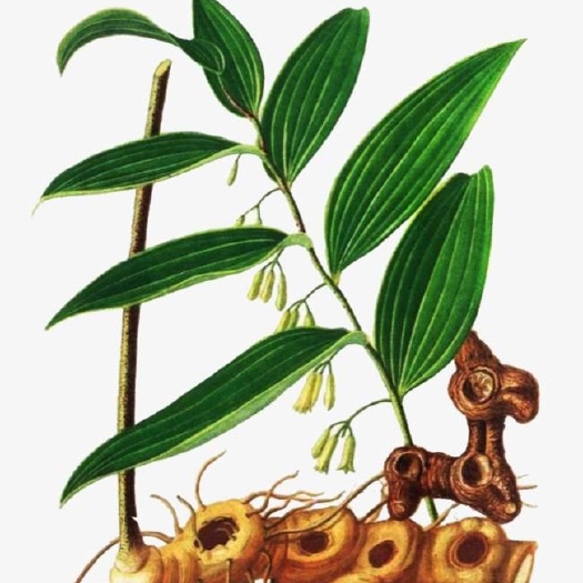 喜德县 黄精
