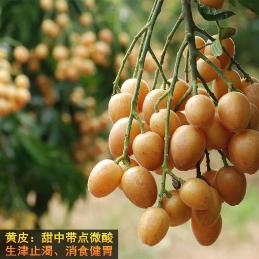 珠海黑黄皮果苗
