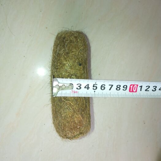马关县猪宝 自家猪肚子里拿出来的