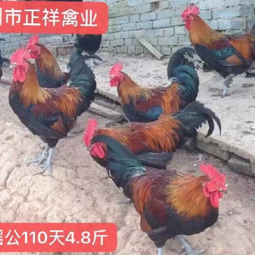 广州黑瑶鸡苗
