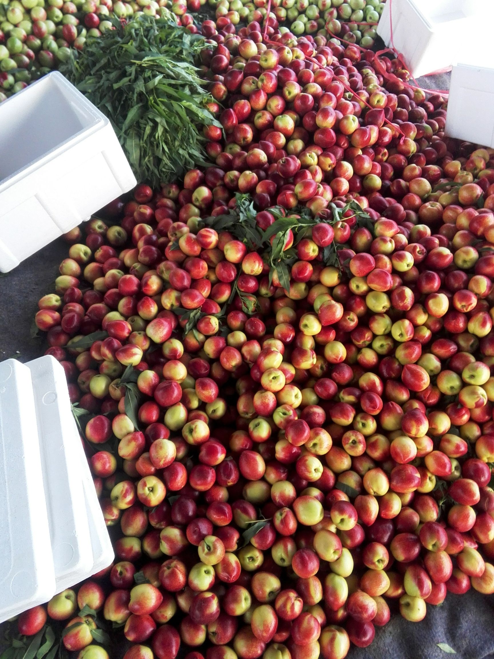 中油4号油桃  2两以上 50mm以上 这里桃子亮度好，糖度高。