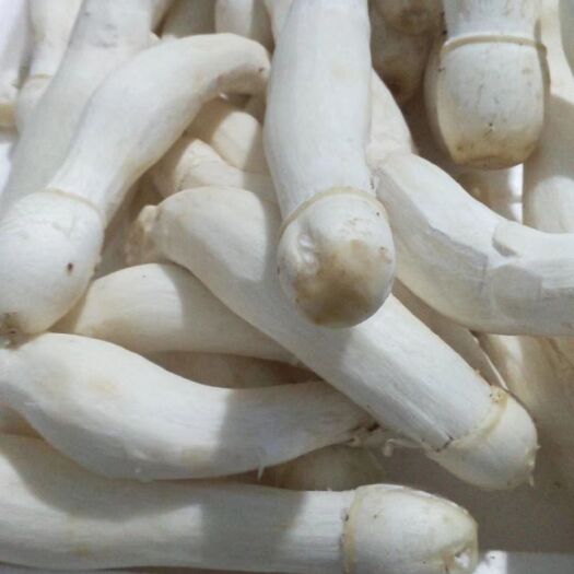 平阴县鸡腿菇 人工种植 鲜货