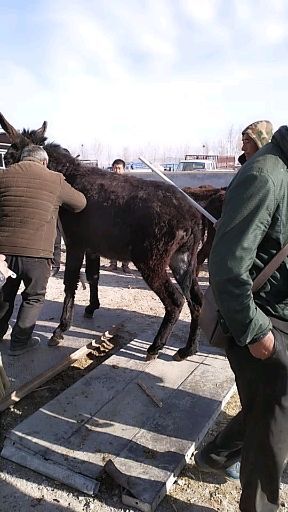巴林左旗肉驴 500斤以上