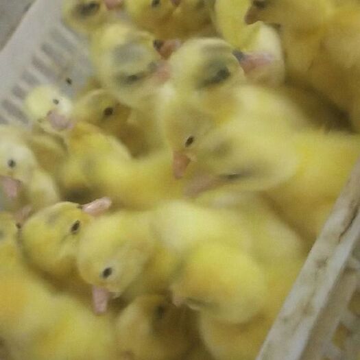 沭阳县大三花鹅苗